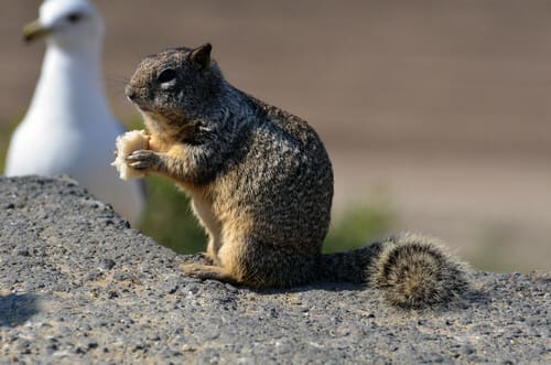 Squirrel-Seagull.jpg