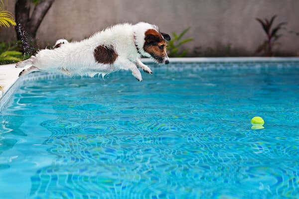 dog-pool.jpg