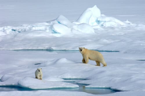 Polar-bears-Franz-Josef-Land.jpg