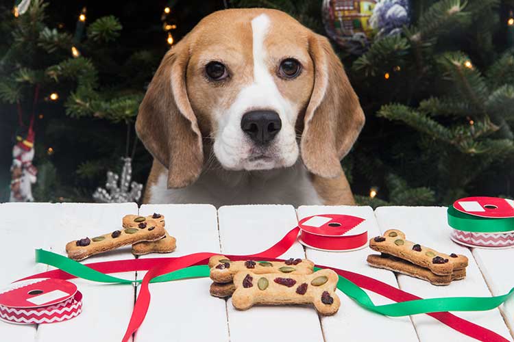 Calvins-Christmas-Cookie-Dog-Treats.jpg