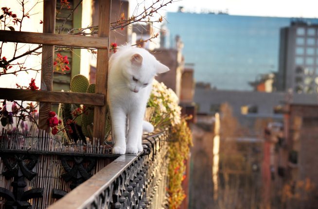 cat-on-balcony-e1762409847330.jpg