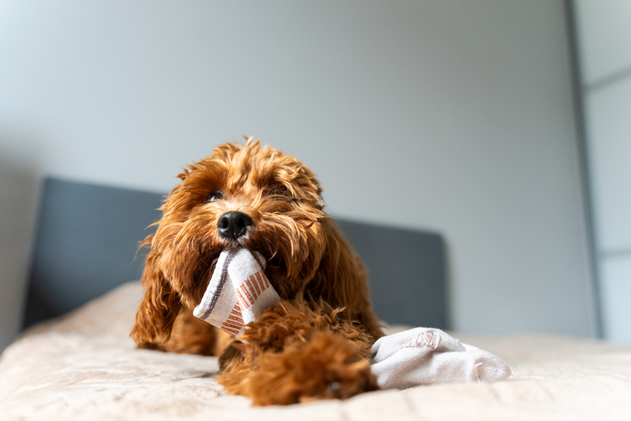 iStock-2227582911.jpg