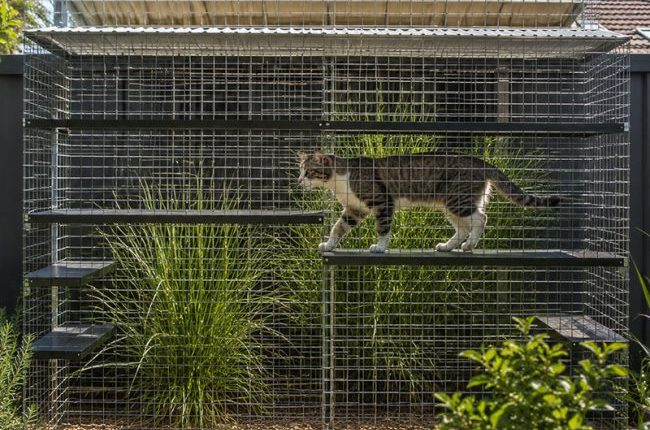 Cat-Cage-e1789273485431.jpg